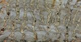 Paleoproterozoic Columnar Stromatolite (Eucapsiphora) - Australia #96218-1